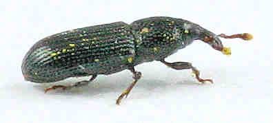 Cossoninae Weevils of Goodwell and Texhoma Texas County OK