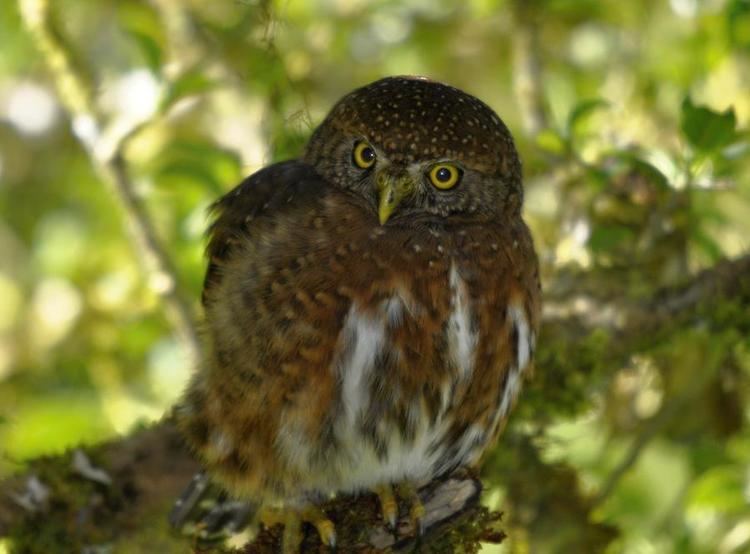 Costa Rican pygmy owl Costa Rican Pygmy Owl Photograph by Michael Lilley