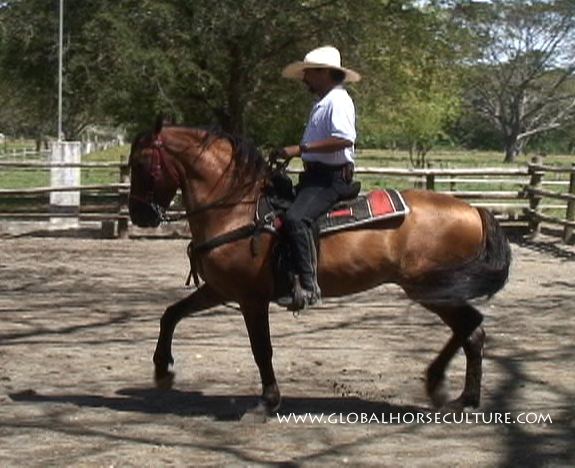 Costa Rican Saddle Horse httpssmediacacheak0pinimgcomoriginals5c