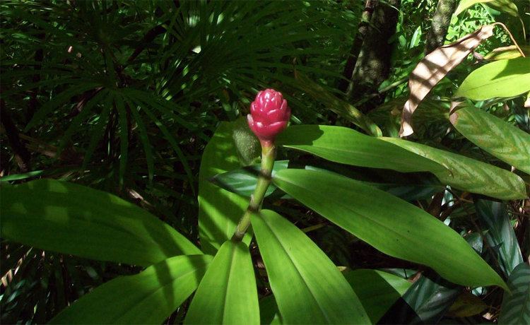 Costaceae Costus chartaceus of the Costaceae family