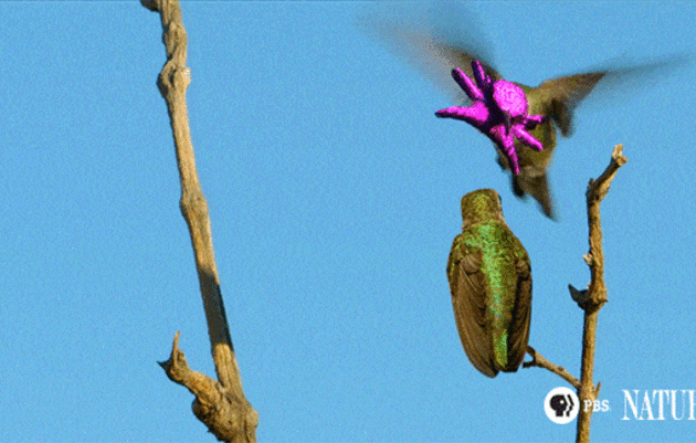 Costa's hummingbird Costa39s Hummingbird Audubon Field Guide