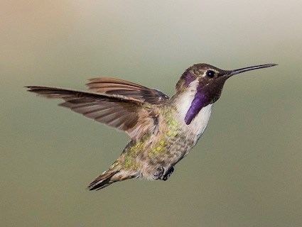 Costa's hummingbird httpswwwallaboutbirdsorgguidePHOTOLARGEco