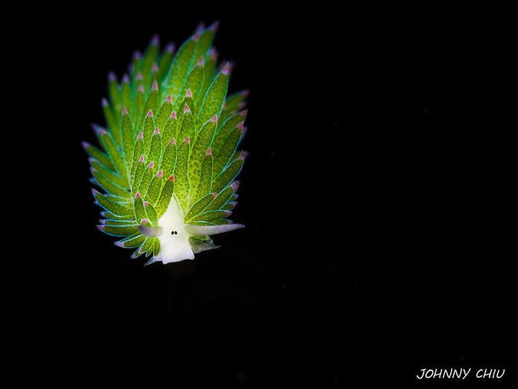 Costasiella kuroshimae This Adorable Sea Slug Loves Eating Algae So Much It Can Photosynthesize