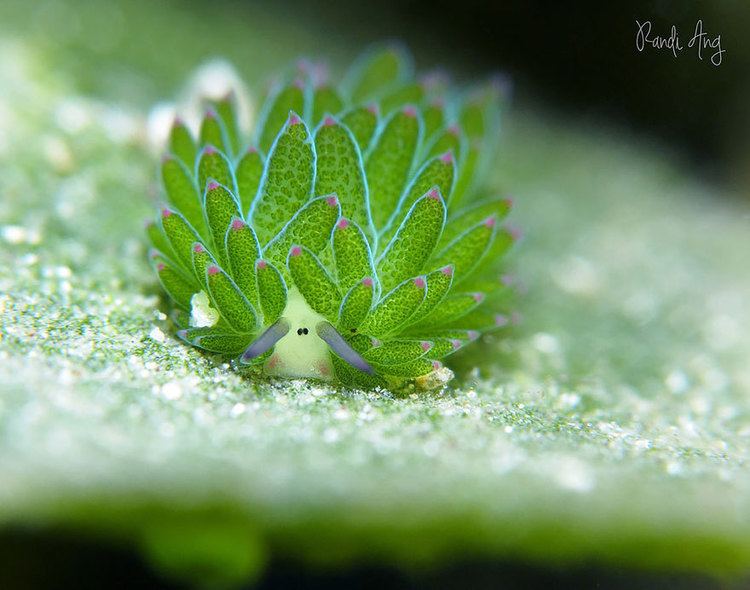 Costasiella kuroshimae slug sea slug sea sheep leaf sheep Costasiella kuroshimae green slug