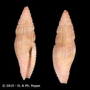 Costellariidae COSTELLARIIDAE Shells For Sale Conchology Inc