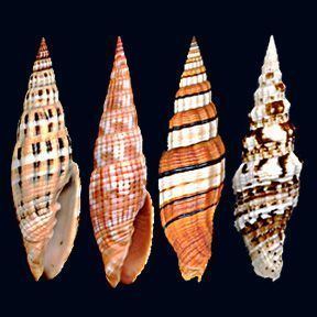 Costellariidae 1000 images about shells and other creatures of the sea 1 of 2 on