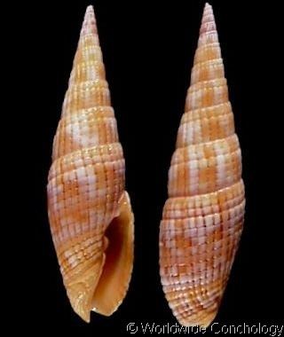 Costellariidae Vexillum Costellaria costatum