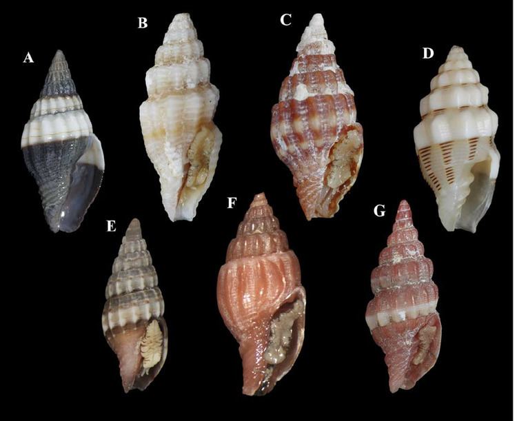 Costellariidae FIG 2 Shells of studied specimens of the family Costellariidae A