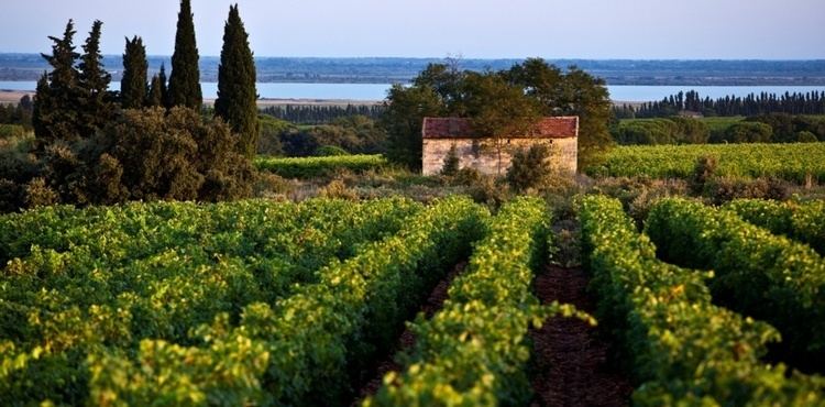 Costières de Nîmes AOC Vins Rhne Routes des vins Costires de Nmes
