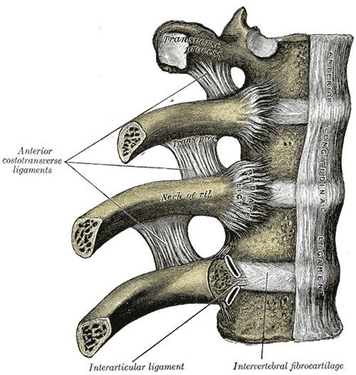 Costovertebral joints