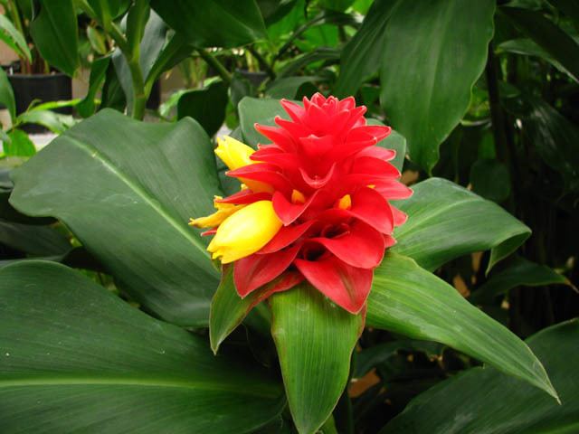 Costus Pacific Bulb Society Costus