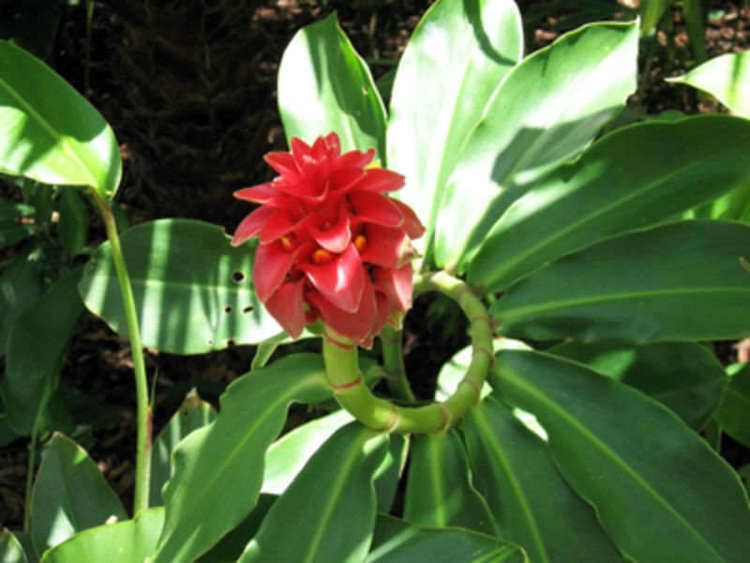 Costus barbatus Costus barbatus Spiral Ginger World of Flowering Plants