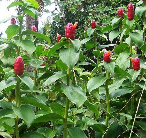 Costus spicatus Costus spicatus Images Video Information