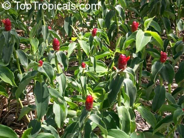 Costus spicatus httpstoptropicalscompicsgarden0588896jpg