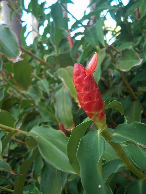 Costus spicatus Costus spicatus Images Video Information