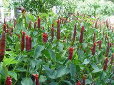 Costus spicatus Indian Head Ginger Costus spicatus Plants in my yard Pinterest