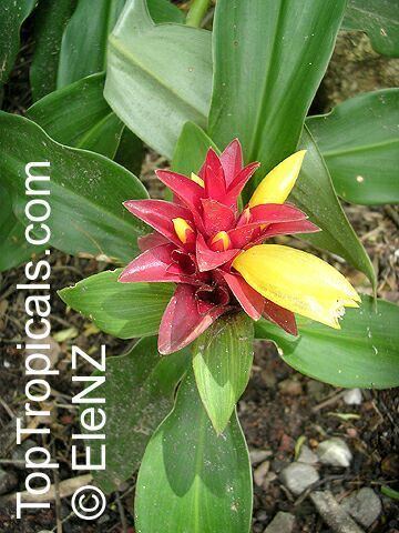 Costus spicatus Costus spicatus Alpinia spicata Spiked Spiralflag Red Button