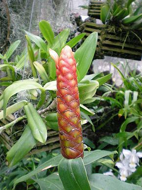 Costus spicatus Costus spicatus Wikipdia