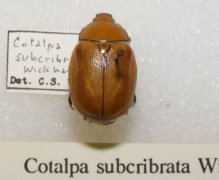 Cotalpa subcribrata