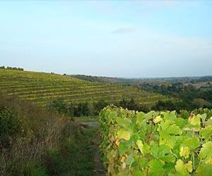 Coteaux du Layon Coteaux du Layon Wine Regions