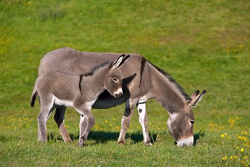 Know Everything about ~ Cotentin Donkey ~ with Photos | Videos