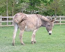 Cotentin Donkey Cotentin Donkey Wikipedia