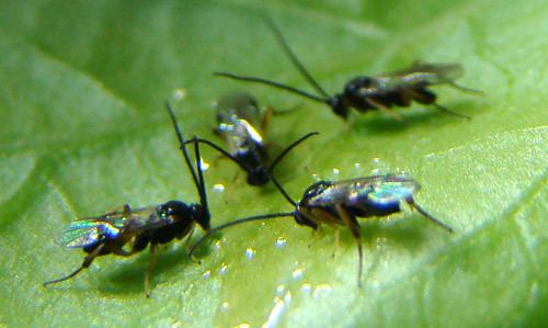 Cotesia Cotesia congregata a parasitoid wasp