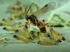 Cotesia glomerata Alien vs Predator in real life Introducing the Glomerata wasp