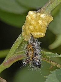 Cotesia glomerata httpsuploadwikimediaorgwikipediacommonsthu