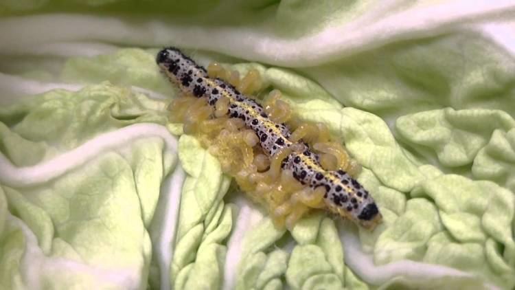 Cotesia glomerata Cotesia glomerata emerging from Pieris brassicae YouTube