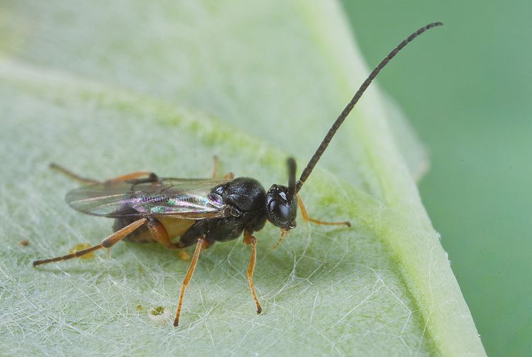 Cotesia glomerata Cotesia glomerata Antonio Camacho Flickr