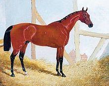 Cotherstone (horse) httpsuploadwikimediaorgwikipediacommonsthu