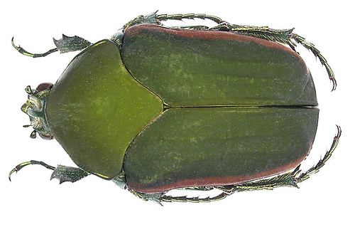 Cotinis Green Fig Beetle Cotinis mutabilis iNaturalistorg