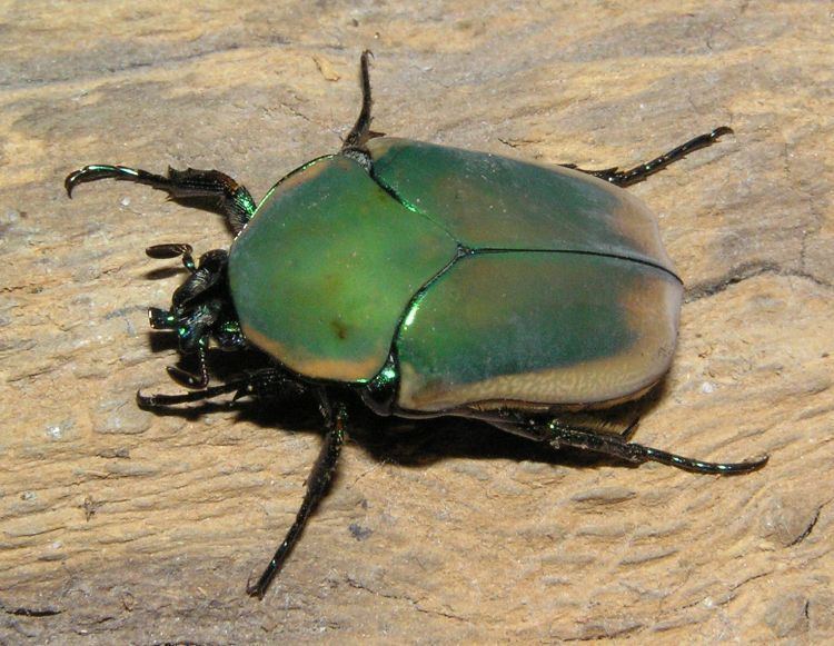 Cotinis Image Cotinis nitida Green June Beetle BioLibcz