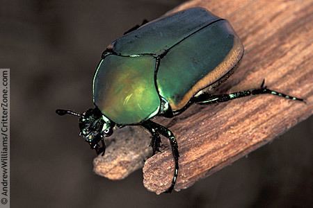 Cotinis western green june beetle Cotinis mutabilis BugGuideNet