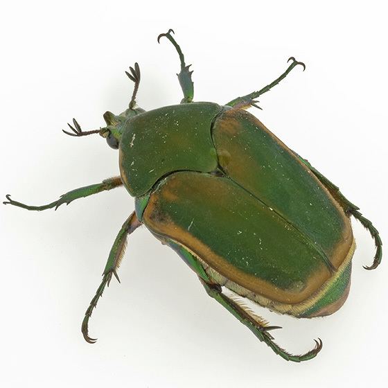 Cotinis nitida Cotinis nitida Green June Beetle Cotinis nitida BugGuideNet