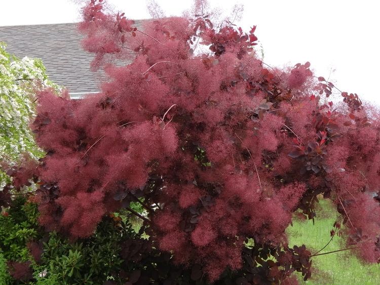 Cotinus coggygria Cotinus coggygria Smoke bush Trees Woods Forests Pinterest