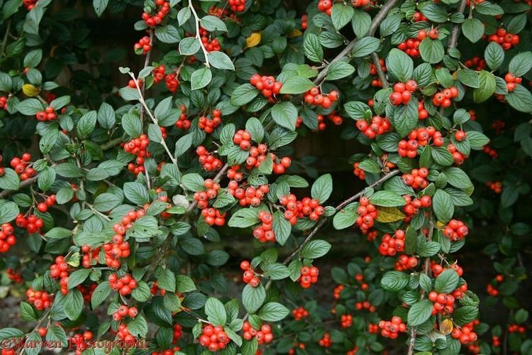 Cotoneaster Cotoneaster berries photo WP20822