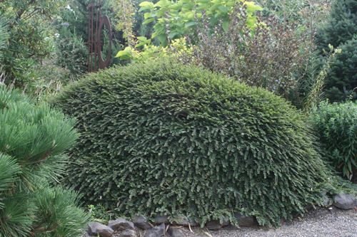 Cotoneaster adpressus View Plant Great Plant Picks