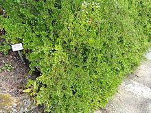 Cotoneaster adpressus httpsuploadwikimediaorgwikipediacommonsthu