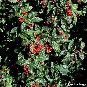 Cotoneaster bullatus Cotoneaster bullatus Bois Hollyberry Cotoneaster Flora of