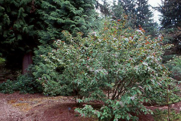 Cotoneaster bullatus Cotoneaster bullatus Landscape Plants Oregon State University