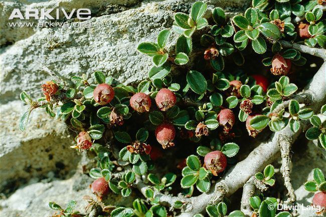 Cotoneaster cambricus Wild cotoneaster videos photos and facts Cotoneaster cambricus