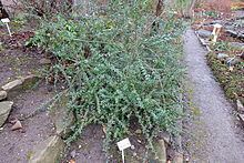 Cotoneaster conspicuus httpsuploadwikimediaorgwikipediacommonsthu