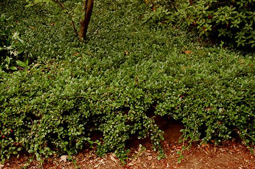 Cotoneaster dammeri View Plant Great Plant Picks