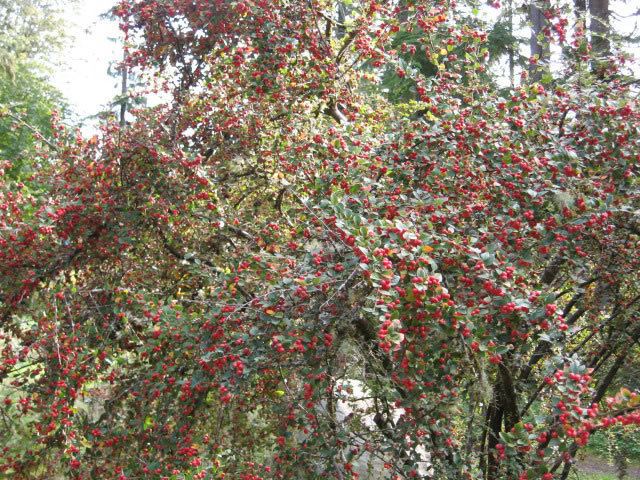 Cotoneaster Cotoneasters How to Grow and Care for Cotoneaster Plants Garden