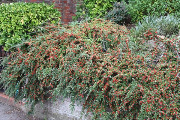 Cotoneaster horizontalis Buy cotoneaster Cotoneaster horizontalis Delivery by Crocus