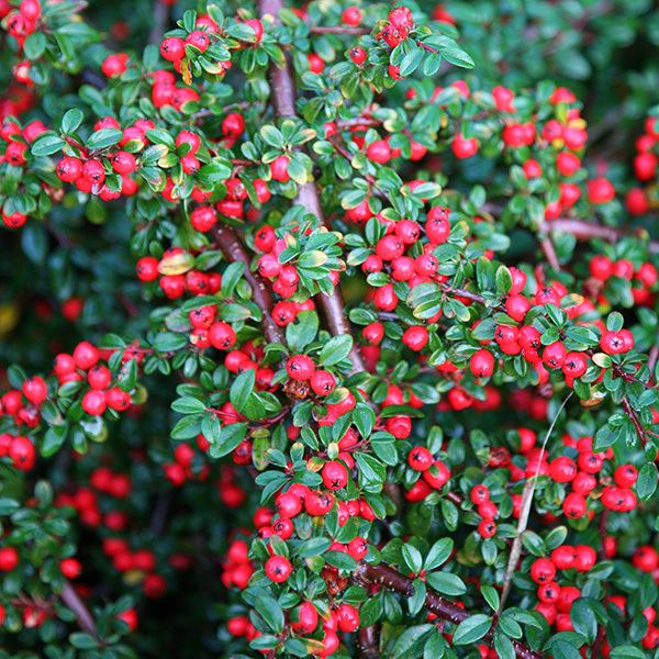 Cotoneaster horizontalis Buy cotoneaster Cotoneaster horizontalis Delivery by Crocus