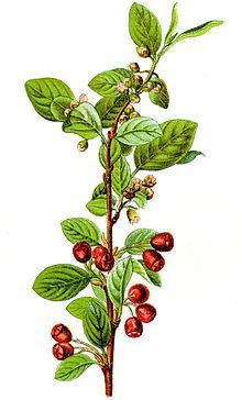 Cotoneaster integerrimus httpsuploadwikimediaorgwikipediacommonsthu