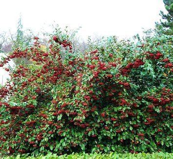 Cotoneaster lacteus Cotoneaster lacteus Cotoneaster parneyi Parney Cotoneaster Red